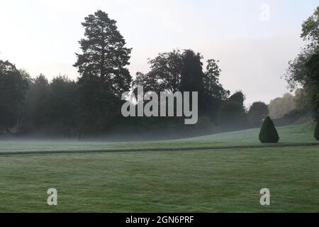 Brume matinale douce sur le terrain vert avec arbres derrière et espace de copie. Photo de haute qualité Banque D'Images