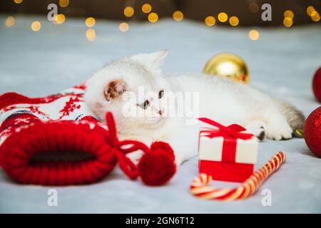 Le chaton britannique blanc joue sur une couverture avec des accessoires de Noël - lollipop, chaussettes, cadeaux, boules de Noël. Ambiance festive. En attente de l'hologramme Banque D'Images