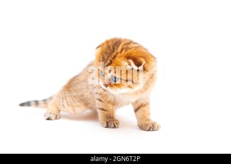 Drôle de gingembre britannique shorthair chaton. Isolé sur blanc. Banque D'Images