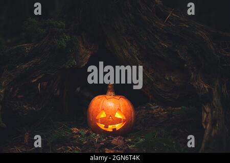 Lanterne de Jack dans une forêt mystique effrayante. Citrouille sculptée. Arrière-plan de Halloween. Banque D'Images