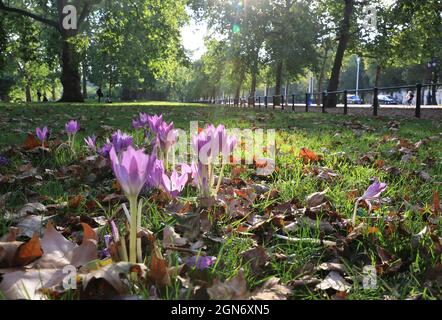Jolis crocus dans le parc St James, une journée exceptionnellement chaude pour le 1er jour de l'automne 2021, dans le centre de Londres, Royaume-Uni Banque D'Images
