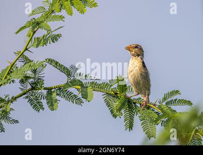 baya juvénile assis sur un arbre et bassicole Banque D'Images