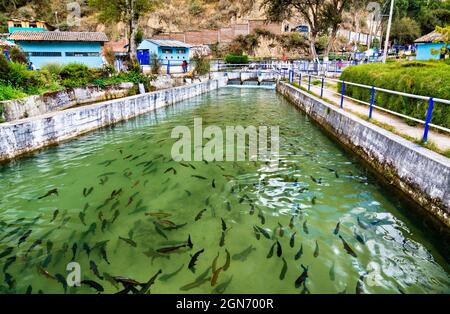 Ferme de poissons de truite à Ingenio à Junin, dans les Andes péruviennes Banque D'Images