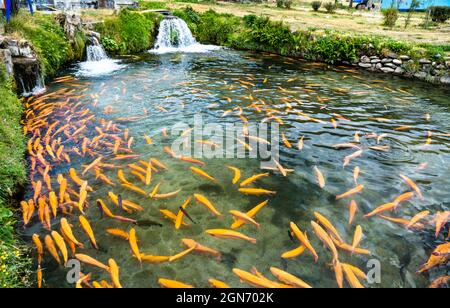 Ferme de poissons de truite à Ingenio à Junin, dans les Andes péruviennes Banque D'Images