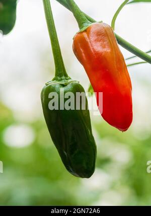 Fruit vert non mûr et rouge mûr du piment moyen chaud, Capsicum annuum 'Apache' Banque D'Images