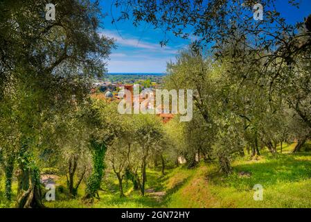 Pietrasanta vue aérienne de la forteresse Rocca di Sala à la tour cloche et l'olivier, Versilia, Lucca, Toscane, Italie, Europe Banque D'Images