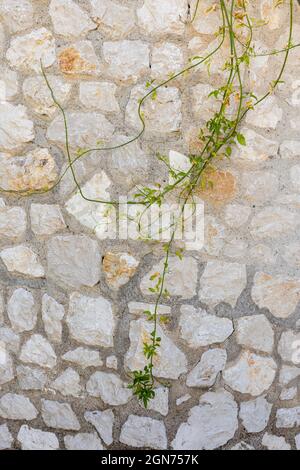 Vigne verte, branches de plantes grimpantes sur des murs de pierre traditionnels grecs. Détails verticaux extérieurs dans le village méditerranéen traditionnel Banque D'Images