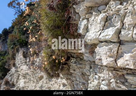 Rochers de falaise superposés blancs avec verdure méditerranéenne et ciel bleu clair sur la côte de l'île Lefkada en Grèce. Été nature sauvage gros plan, t Banque D'Images