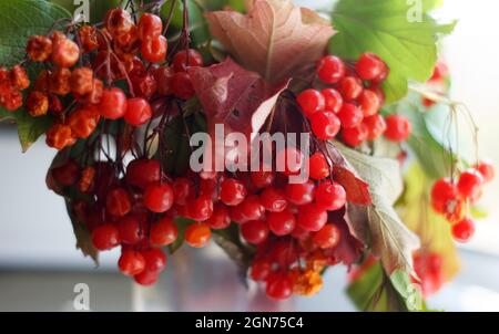 Fruits de Guelder-rose avec feuilles sur les branches à l'automne Banque D'Images
