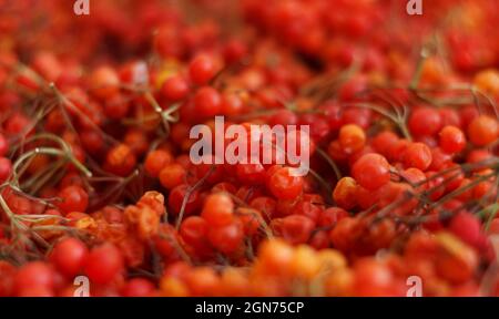 baies de guelder-rose rouge cassé sèches pour le thé Banque D'Images