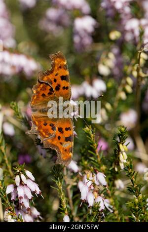 Papillon virgule (Polygonia c-album) adulte se nourrissant au début du printemps sur des fleurs d'Erica dans un jardin. Powys, pays de Galles. ROYAUME-UNI. Banque D'Images