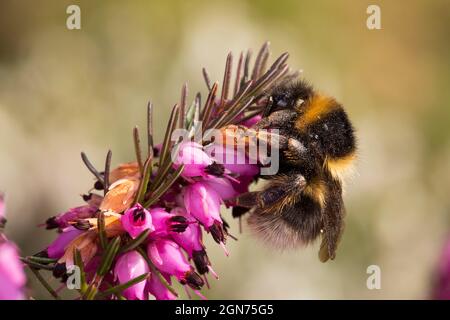 Heath Bumblebee (Bombus jonellus) Reine se nourrissant d'Erica X darlyensis dans un jardin au début du printemps. Powys, pays de Galles. ROYAUME-UNI. Banque D'Images