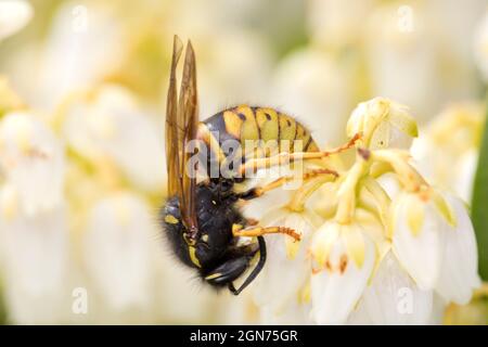 Guêpe rouge (Vespula rufa) Reine se nourrissant des fleurs de Pieris japonica dans un jardin. Powys, pays de Galles. Avril. Banque D'Images