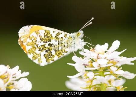 Papillon à pointe orange (Anthocharis cardamines) adulte mâle reposant sur des fleurs d'Alyssum dans un jardin de Powys, pays de Galles. Mai. Banque D'Images