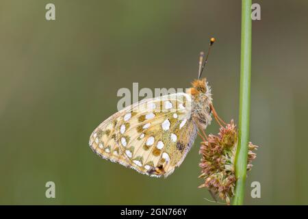 Vert foncé Fritlaary (Speyeria aglaja) papillon adulte en roosting sur une tige de pointe. Powys, pays de Galles. Juin. Banque D'Images