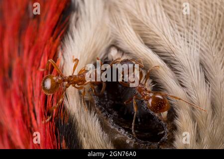 Ants rouges (Myrmica rubra) les travailleurs se nourrissant de l'oeil d'un grand pic tacheté mort (Dendrocopos major). Powys, pays de Galles. Juillet. Banque D'Images