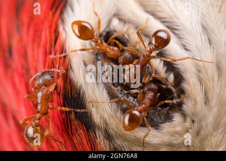 Ants rouges (Myrmica rubra) les travailleurs se nourrissant de l'oeil d'un grand pic tacheté mort (Dendrocopos major). Powys, pays de Galles. Juillet. Banque D'Images