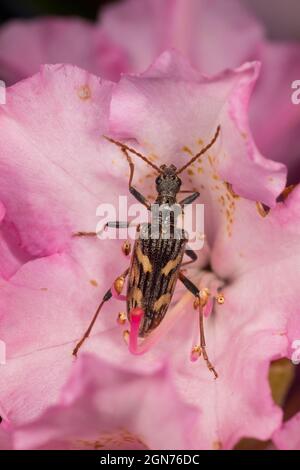 Bétale à deux bandes (Rhagium bifasciatum) dans une fleur de rhododendron dans un jardin. Powys, pays de Galles. Juin. Banque D'Images
