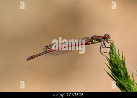 Grand Damselfly rouge (Pyrrhosoma nymphula) adulte perché sur un buisson de gorge. Powys, pays de Galles. Juin. Banque D'Images
