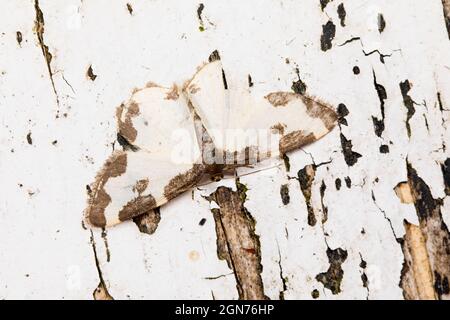 Papillon des papillons (Lomaspilis marginata) adulte reposant sur une peinture blanche écaillée. Powys, pays de Galles. Juin. Banque D'Images