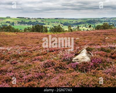 Vue depuis Nidfoot Way vers Guise Cliff, au-dessus du pont Pateley, dans l'AONB North Yorkshire England de Nidfoot Banque D'Images