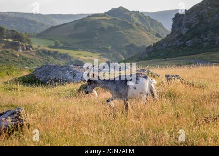 Élevage de chèvres sauvages dans la vallée des Rocks Lynton Devon Angleterre Banque D'Images