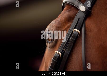 Gros plan sur la tête d'un cheval calme. Photographie macro de l'œil de cheval. Tige de l'œil de l'iris. Le paysage est mis en miroir dans la courbure de l'œil. Concentrez-vous sur Banque D'Images