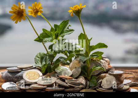 Bangkok, Thaïlande - 25 juin 2020 : les jeunes pousses qui poussent sur le tas de pièces. Économiser de l'argent permet à l'argent de croître. Mise au point sélective. Banque D'Images