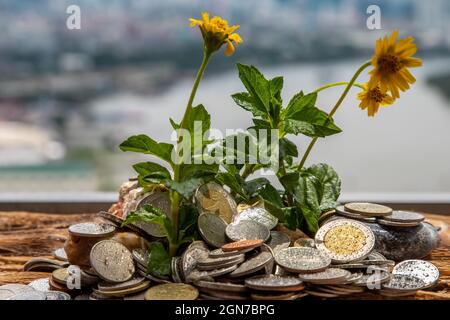 Bangkok, Thaïlande - 25 juin 2020 : les jeunes pousses qui poussent sur le tas de pièces. Économiser de l'argent permet à l'argent de croître. Mise au point sélective. Banque D'Images