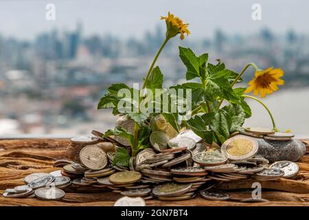 Bangkok, Thaïlande - 25 juin 2020 : les jeunes pousses qui poussent sur le tas de pièces. Économiser de l'argent permet à l'argent de croître. Mise au point sélective. Banque D'Images
