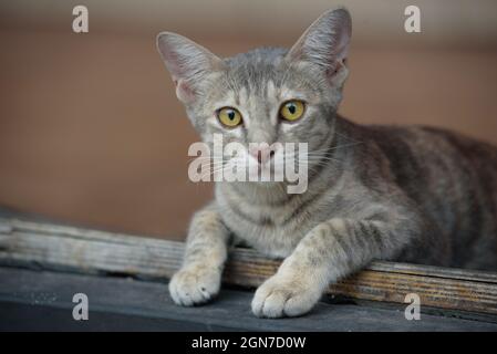 Portrait d'un chat qui se repose et qui est à la recherche de l'appareil photo. Des yeux magnifiques. Un chat heureux décontracté. Beaux yeux et fourrure propre Banque D'Images