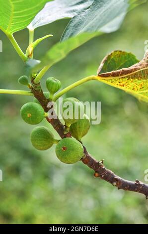 Bouquet de figues vertes sur la branche Banque D'Images