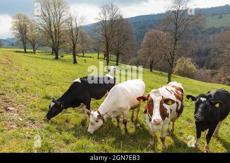 Troupeau de vaches tachetées entouré par la nature dans les Alpes suisses, dans le canton du Jura. Personne à l'intérieur. Jour nuageux Banque D'Images