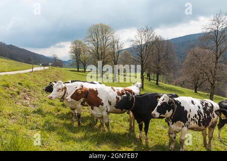 Troupeau de vaches tachetées entouré par la nature dans les Alpes suisses, dans le canton du Jura. Personne à l'intérieur. Jour nuageux Banque D'Images