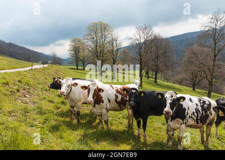 Troupeau de vaches tachetées entouré par la nature dans les Alpes suisses, dans le canton du Jura. Personne à l'intérieur. Jour nuageux Banque D'Images