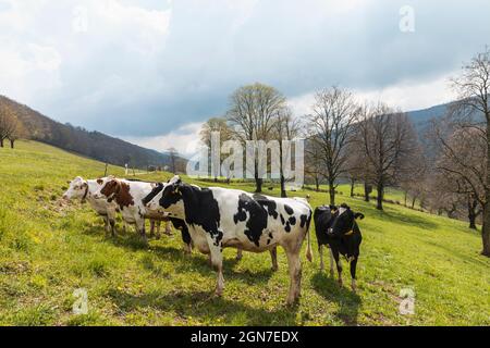 Troupeau de vaches tachetées entouré par la nature dans les Alpes suisses, dans le canton du Jura. Personne à l'intérieur. Jour nuageux Banque D'Images