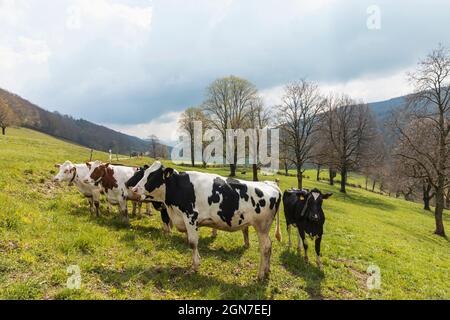 Troupeau de vaches tachetées entouré par la nature dans les Alpes suisses, dans le canton du Jura. Personne à l'intérieur. Jour nuageux Banque D'Images