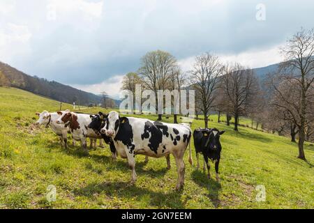 Troupeau de vaches tachetées entouré par la nature dans les Alpes suisses, dans le canton du Jura. Personne à l'intérieur. Jour nuageux Banque D'Images