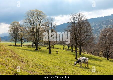 Vache tachetée isolée dans un champ vert des Alpes suisses dans le canton du Jura. Nature par temps nuageux. Personne à l'intérieur Banque D'Images