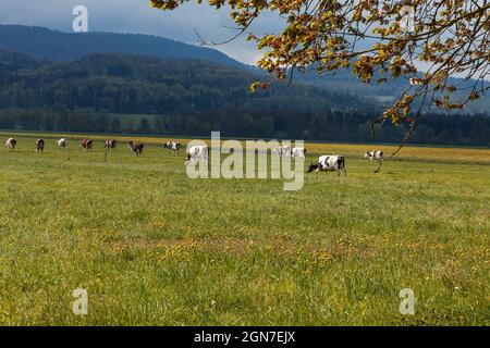 Troupeau de vaches tachetées entouré par la nature dans les Alpes suisses, dans le canton du Jura. Personne à l'intérieur. Jour nuageux Banque D'Images