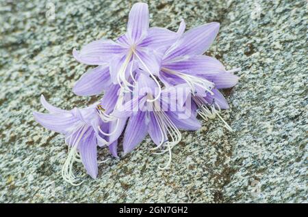 fleur hosta lavande pleine fleur avec des pistils et des étamines Banque D'Images