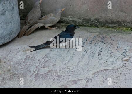 Drongo à ventre blanc, Dicrurus caerulescens, Ranathambore, Rajasthan, Inde Banque D'Images