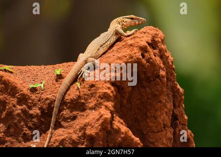 Pygmy Mulga Monitor, Varanus Gilleni, Sinhagad, Pune, Maharashtra, Inde Banque D'Images