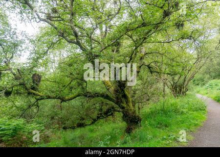 Marche sur la West Highland Way en Écosse. Un arbre crocheté se tient sur le côté du chemin dans le bois de Mugdock. Banque D'Images