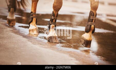 Un cheval de sorrel avec des bandages sur ses pieds marche le long de la route, marcher avec des sabots unshod dans une flaque. Sports équestres. La vie équestre. Banque D'Images