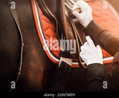 Le cheval de baie porte une bride, une selle en cuir, une serrlecloth rouge vif et un étrier, dont les sangles sont ajustées par le cavalier avec son ha Banque D'Images