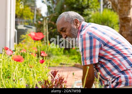 Un homme senior afro-américain spécialisé dans le jardinage dans l'arrière-cour Banque D'Images