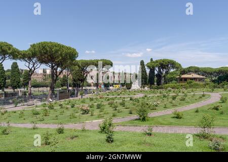 Roseraie municipale à la colline d'Aventino, Rome, Italie Banque D'Images