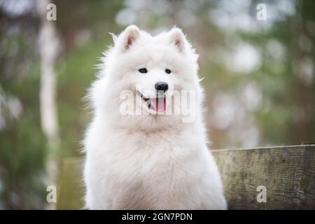 Chien blanc de Samoyed gros plan dans la forêt d'hiver Banque D'Images