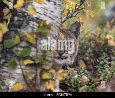 Le lynx eurasien - lynx du lynx - animal adulte dans une végétation de couleur autum, regardant de derrière un bouleau. Un seul œil visible. Banque D'Images